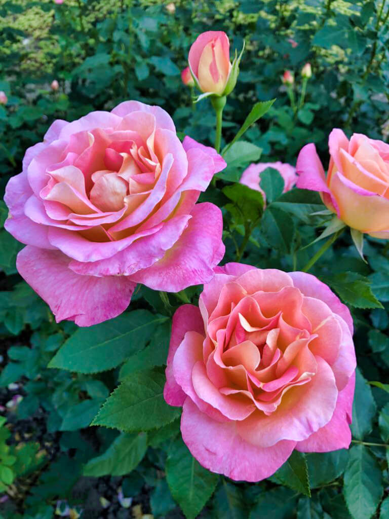 Fotos von Rosen im Rosengarten Bern (Foto: Sheria)