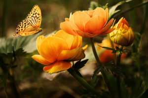 Blumenbild Aktuelles